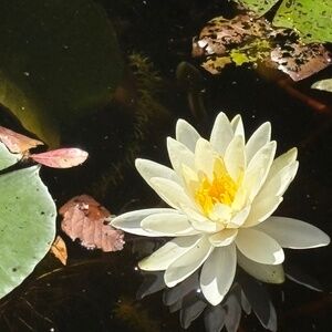 Meet your Posher, Nani